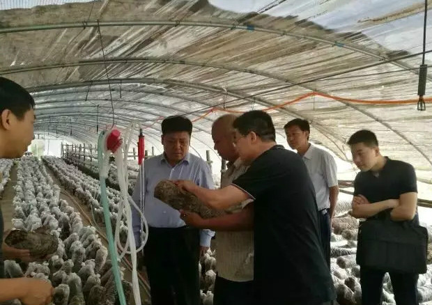 安塞区委书记吴聪聪到中咀峁村检查指导工作